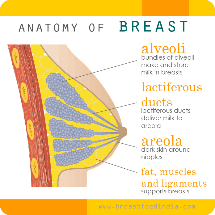 Breast Anatomy - alveoli, lactiferous ducts, areola, and nipple structure